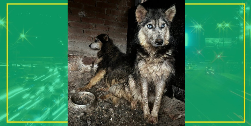 Aceleran investigación por criadero clandestino