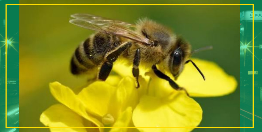 Protegen a las abejas en la Semana Internacional de Polinizadores