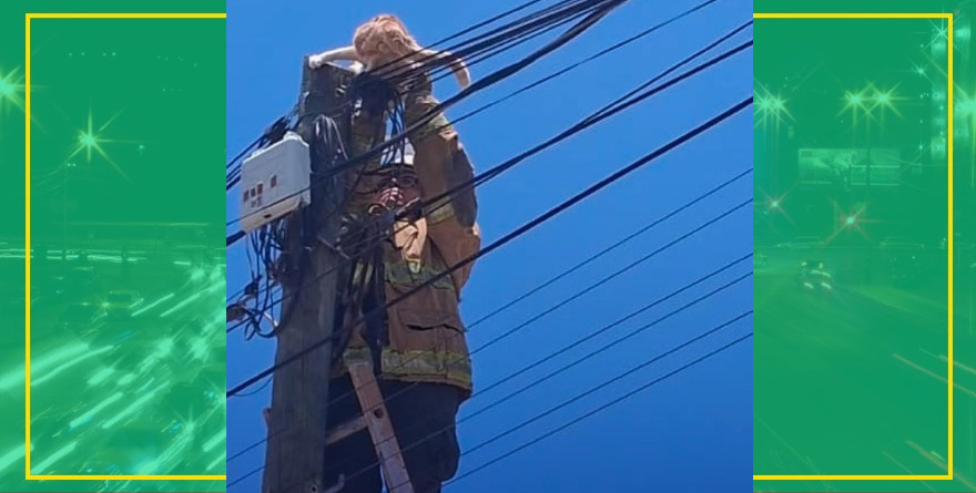 Bomberos rescatan a gato en poste