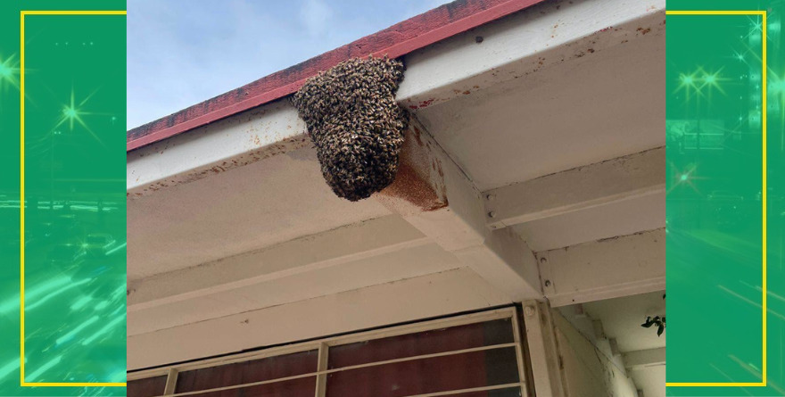 RESCATAN ENJAMBRE EN PRIMARIA DE RIOVERDE