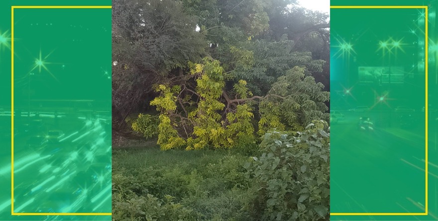 Colapsa árbol por fuertes vientos