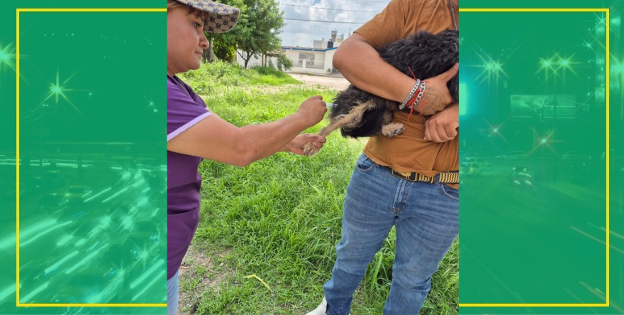 Vacunación Antirrábica en el Municipio de Cerritos