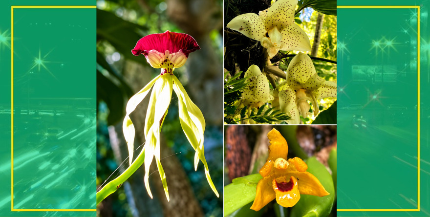 Orquídeas preservan legado de James
