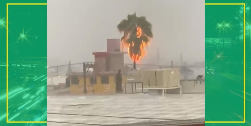 Rayo incendia palmera en SLP