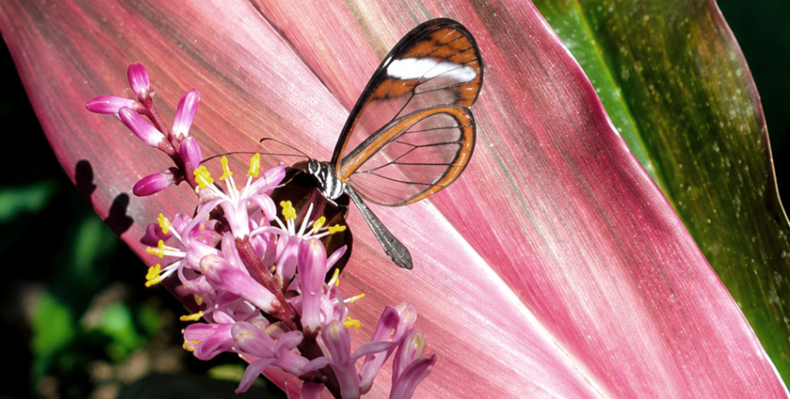 Mariposa surreal cautiva en Xilitla