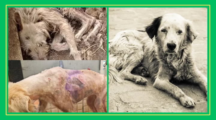 Aumenta la crueldad contra los lomitos en Tamazunchale