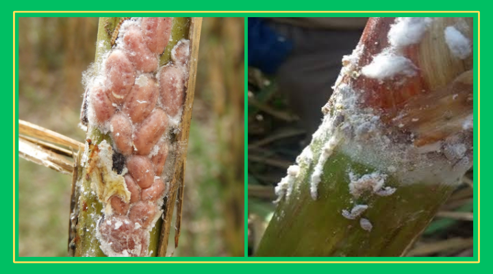 Cochinilla amenaza la producción cañera en la Huasteca