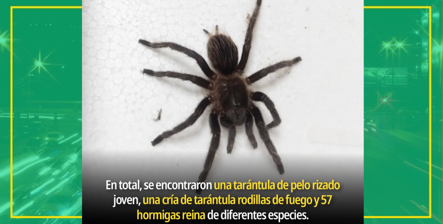 ASEGURA PROFEPA 59 EJEMPLARES DE VIDA SILVESTRE EN PAQUETERÍA DE SLP