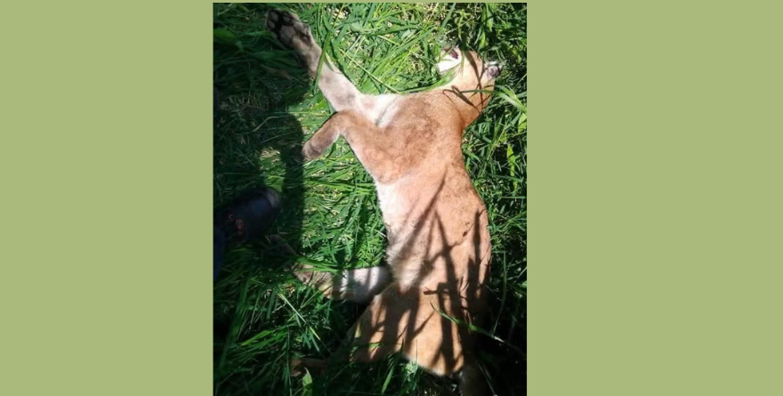 HALLAN PUMA MUERTO EN LA SIERRA DE XILITLA