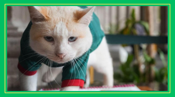 ¡El michi más futbolero! “Coco”, el gatito de Palacio Nacional