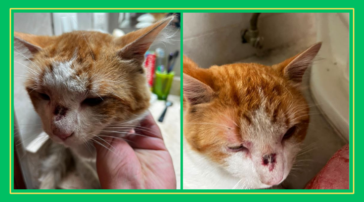 Piden justicia por gatito golpeado y encerrado al sol en Valles