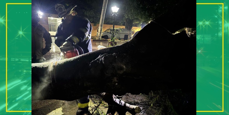 Árbol caído por lluvias