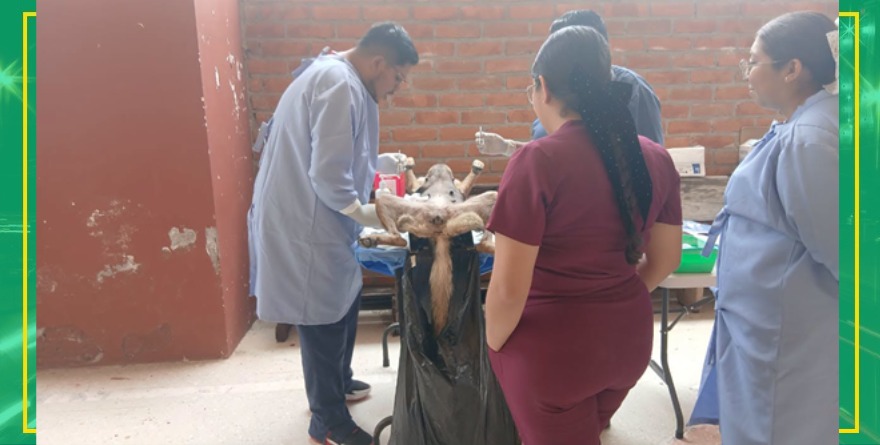 Jornada de esterilización en Ciudad Fernández
