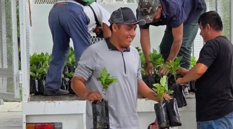 Fortalecen cafetales en la Huasteca