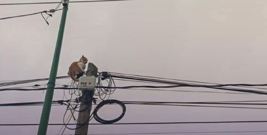 Bomberos rescatan gato