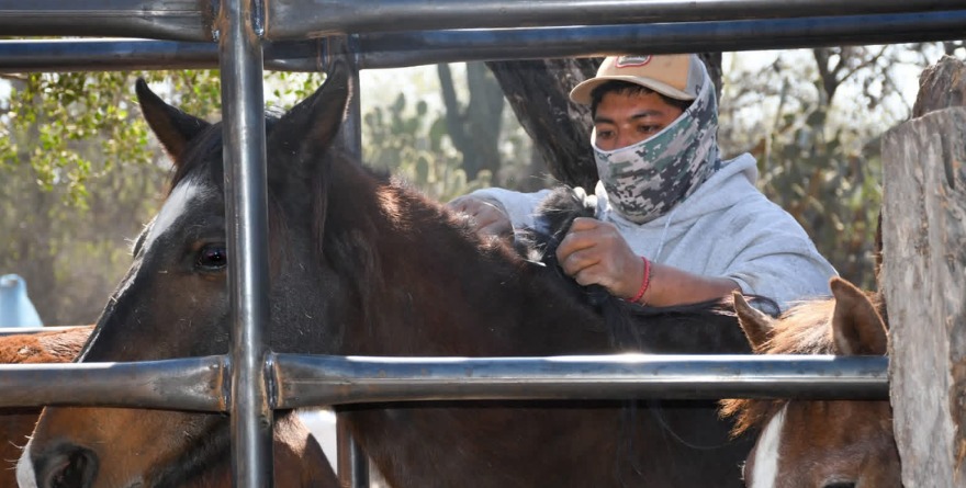 Ganaderos frenan la rabia paralítica
