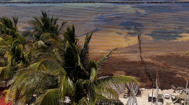 CIERRA HOTEL EN MAHAHUAL, QR, POR CRISIS DE SARGAZO