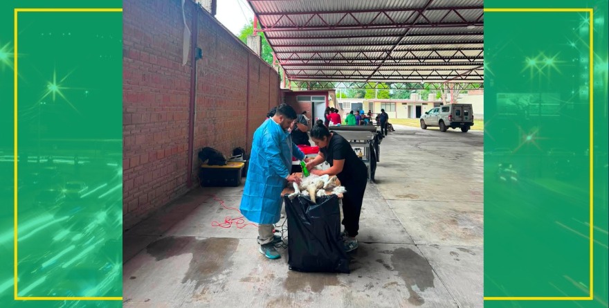 ESTERILIZACIÓN ANIMAL EN VILLA HIDALGO