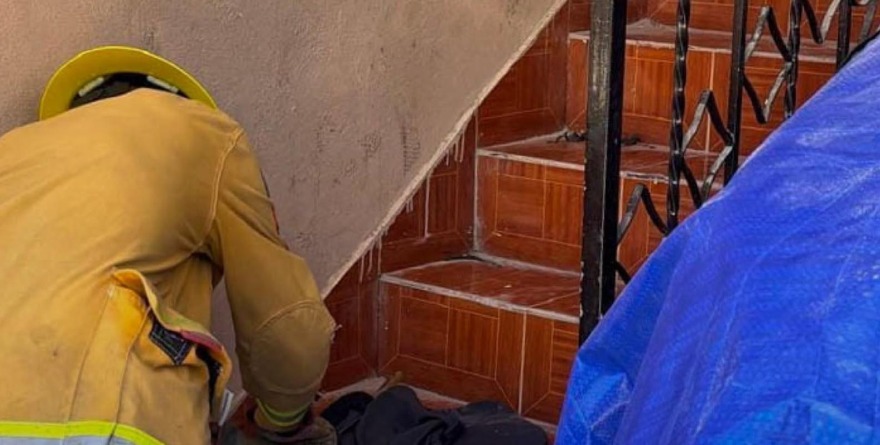 Rescate y liberación de murciélago