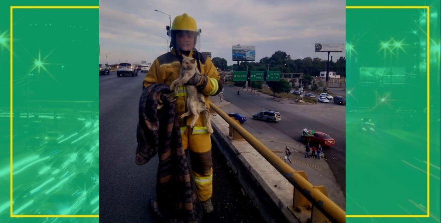 Rescatan a gatito en puente
