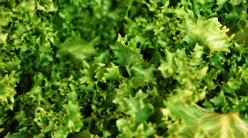 ‘AÚN SOSPECHAMOS DE LECHUGA DE MÉXICO’