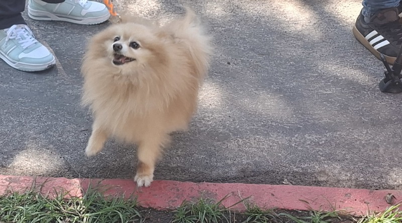 DETECTAN 35 CASOS DE GUSANO BARRENADOR EN PERROS DE JALISCO