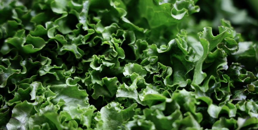 REALIZA SSA ESTUDIO EPIDEMIOLÓGICO A LECHUGA SEÑALADA EN EU