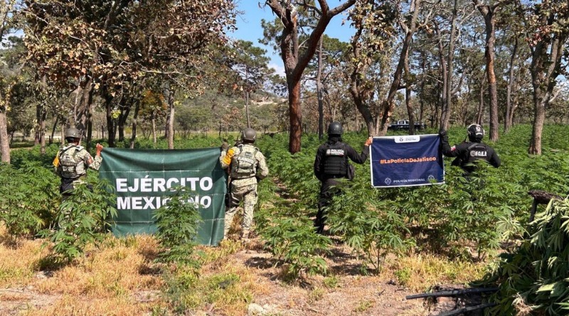 ENCUENTRAN PREDIO CON 42 MIL PLANTAS DE MARIGUANA