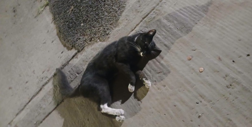 Exigen justicia por gatos envenenados
