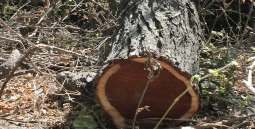 Avanza indagatoria por daño ambiental