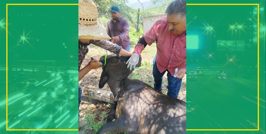 Atienden casos de gusano barrenador