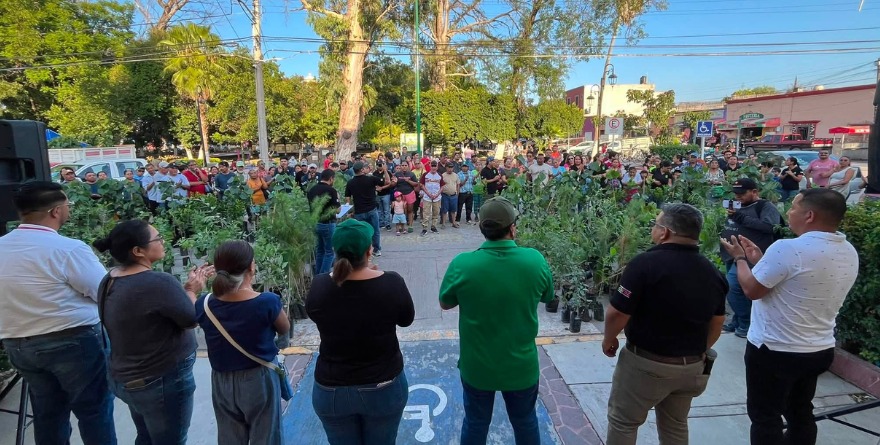 Distribuyen arbolitos en la plaza principal