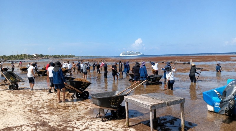 RECOLECTAN 2 MIL 112 TONELADAS DE SARGAZO EN COSTA MAYA