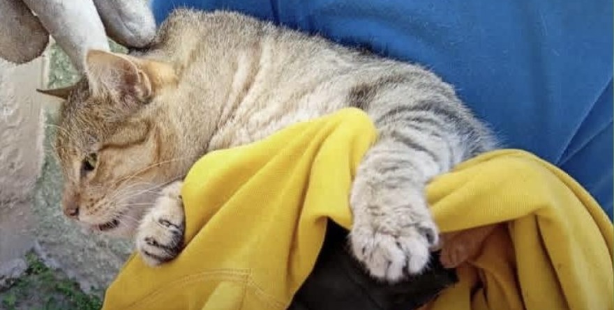 Bomberos rescatan gato