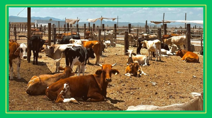 Ganaderos de Cedral reciben apoyos para el repoblación bovino