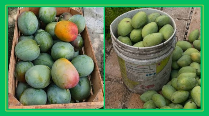 Colapsa precio del mango en Coxcatlán por lluvias