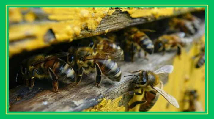 Abejas atacan a tránsitos y gruero por mover carro viejo