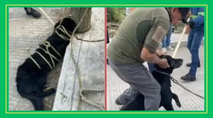 Trámite burocrático frena investigación por la muerte de Hachi en Ciudad Valles