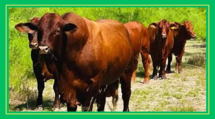 Confirman caso de Rabia Paralítica Bovina en Xilitla y activan cerco sanitario de emergencia