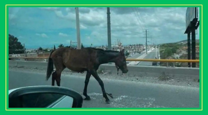 Caballos sueltos causan peligro en el Periférico Sur a la altura de Salk