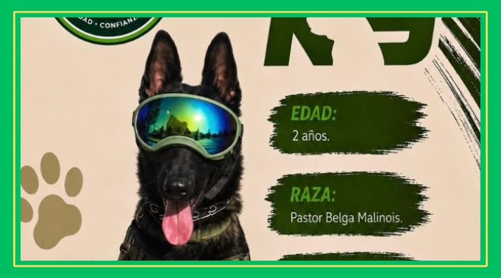 Killian, el perro policía que cuida las calles y convive con estudiantes