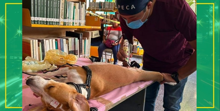 Esterilizan a 100 perros y gatos en jornada masiva