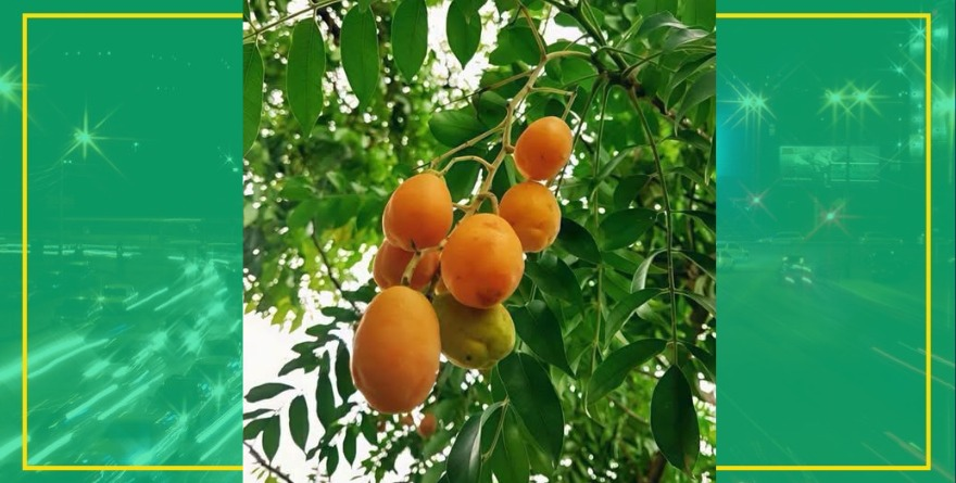¡Llega temporada de jobos en la Huasteca Potosina!