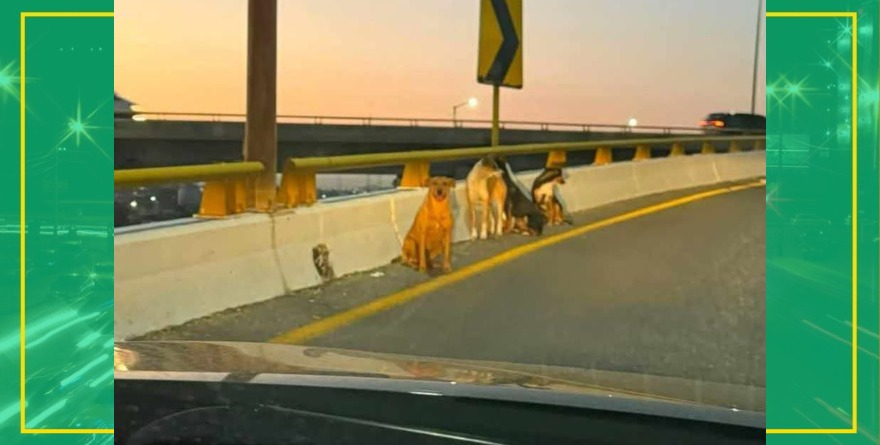 Libran trágico fin lomitos
