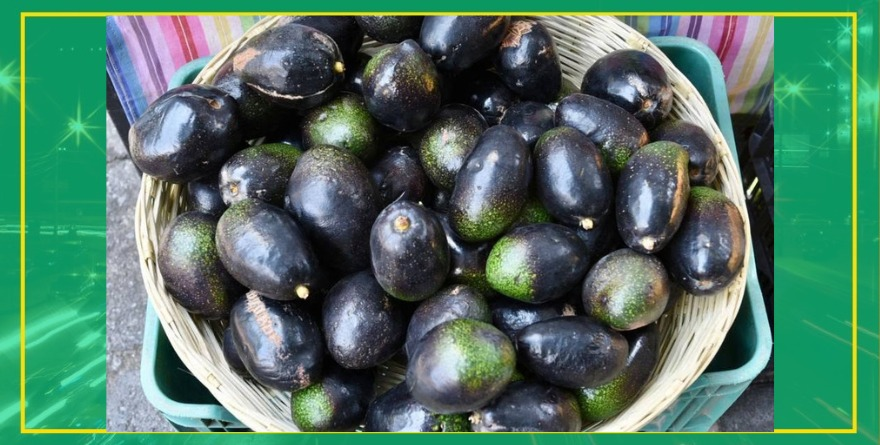 Abunda cosecha de aguacate en Xilitla