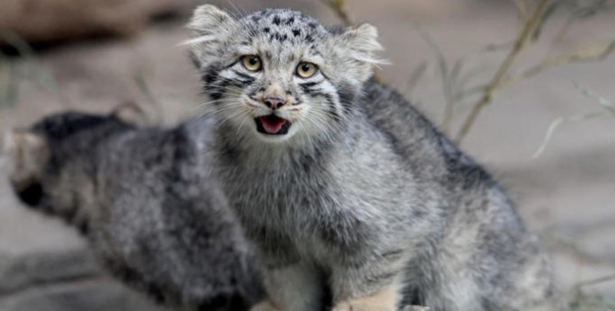 Nacen cinco gatitos de Pallas súper gruñones