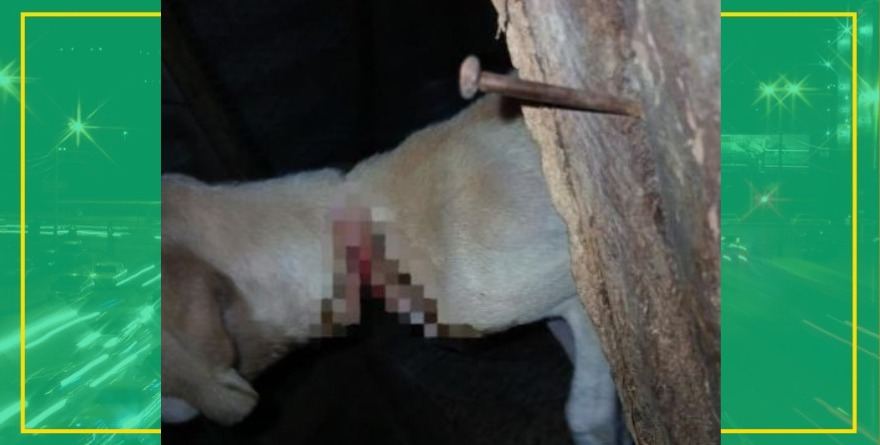 Rescatan a perro amarrado en Mecatlán