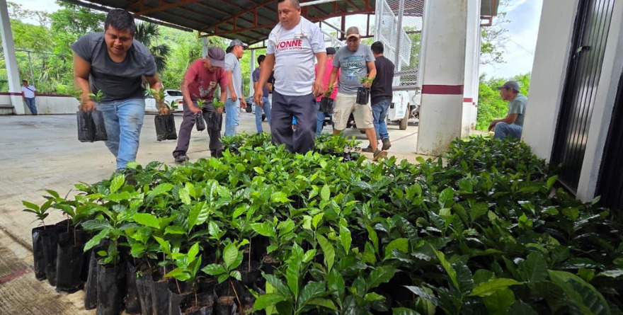 ¡A renovar las matas de café!