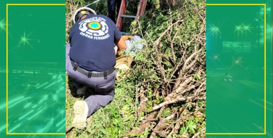 Jardinero cae de cinco metros de altura y fallece 