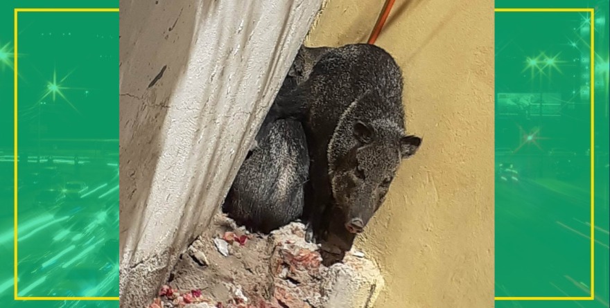Invaden pecaríes sectores de CDFZ